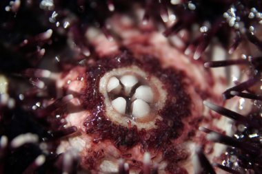 Sea urchin clipart