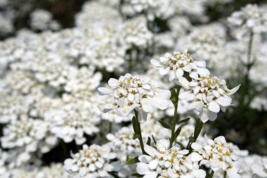 Bahçedeki beyaz çiçek