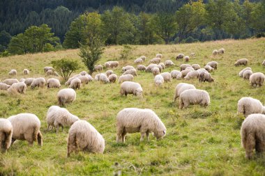 Pack of sheeps clipart