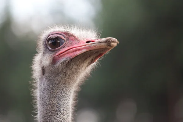 stock image Ostrich watching for something