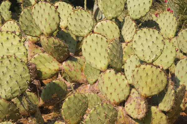 Cactus background — Stock Photo, Image