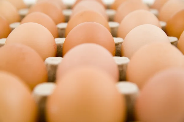 Plenty of eggs — Stock Photo, Image