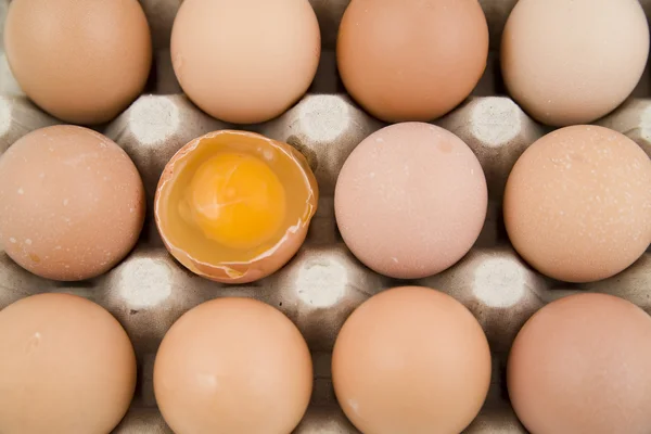 Plenty of eggs — Stock Photo, Image