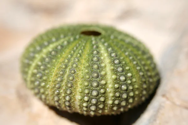 Sea urchin — Stock Photo, Image