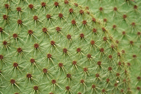 Foglia di cactus — Foto Stock
