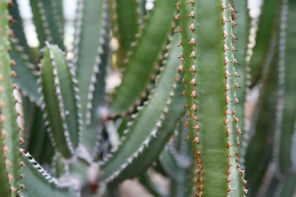 Gott om kaktusar — Stockfoto