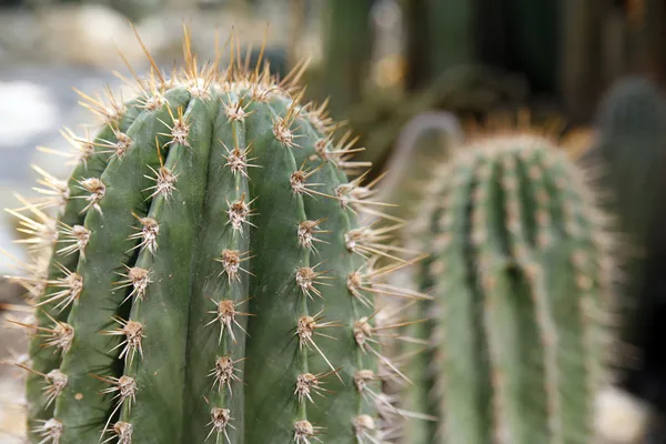 Masse kaktuser. – stockfoto