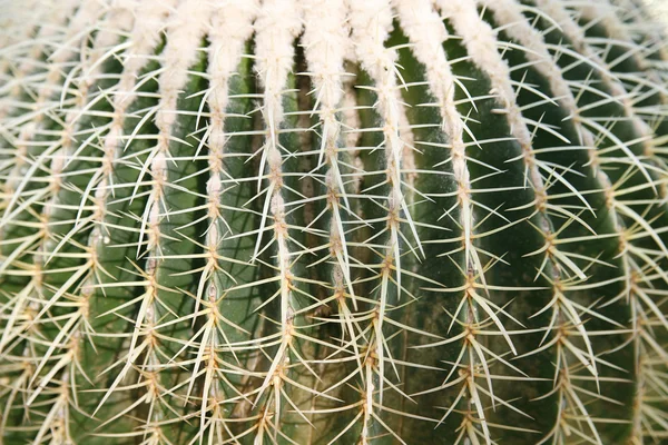 Cactus rond — Photo