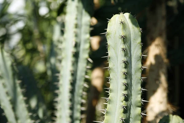 Много кактусов — стоковое фото