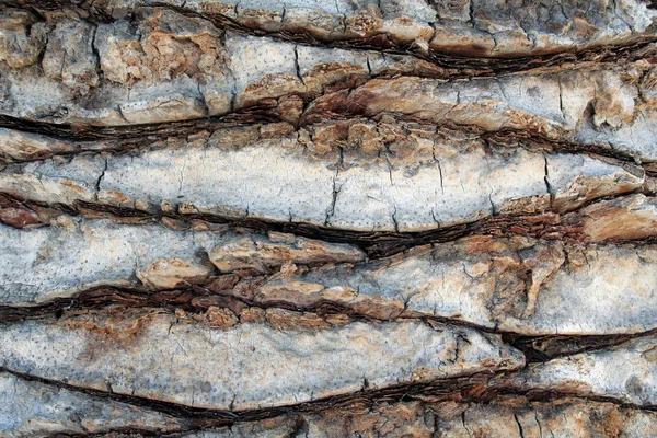 팜 나무의 껍질 — 스톡 사진