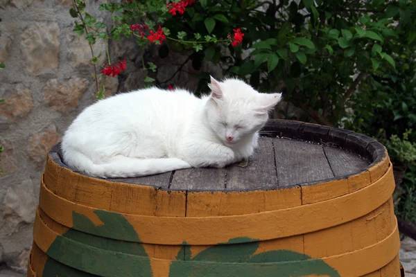 Cat sleeping on the barrel — Stock Photo, Image