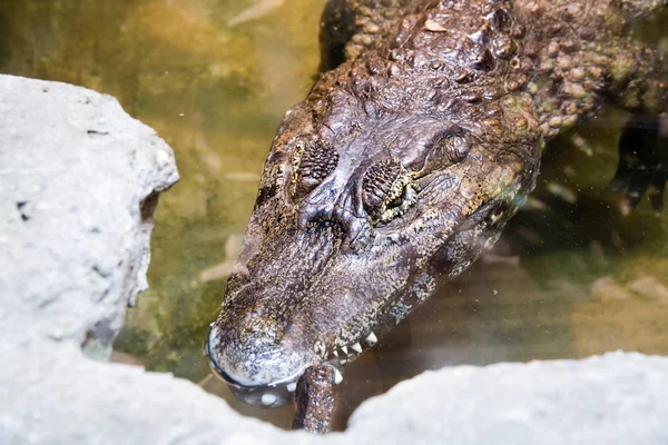 Krokodilen huvud — Stockfoto