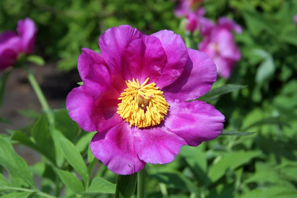 stock image Purple flower in the garden