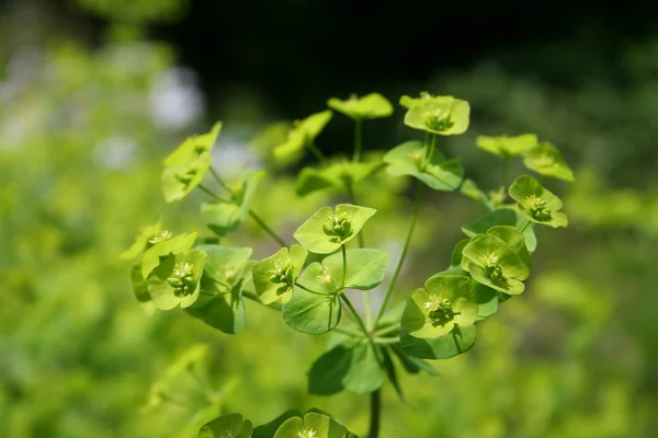 Zelená květina v zahradě — Stock fotografie