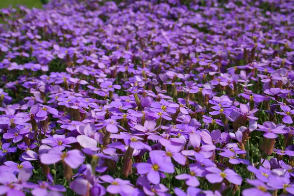 Purple flowers in the garden — Stock Photo, Image