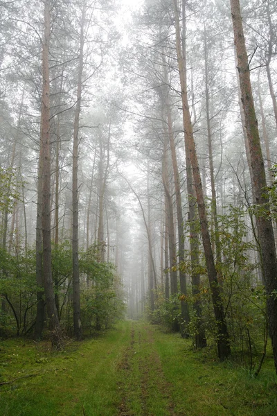 Ομιχλώδες δάσος στην Πολωνία在波兰的迷雾森林 — Φωτογραφία Αρχείου