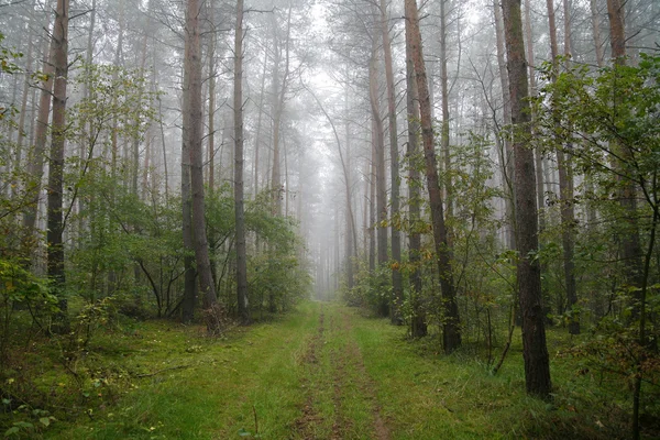 stock image Foggy forest in Poland