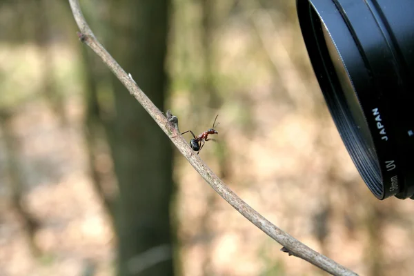 Ant と目的 — ストック写真