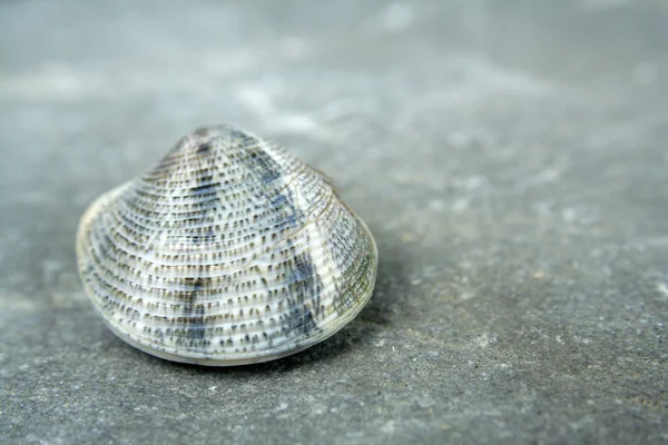 A small shell — Stock Photo, Image
