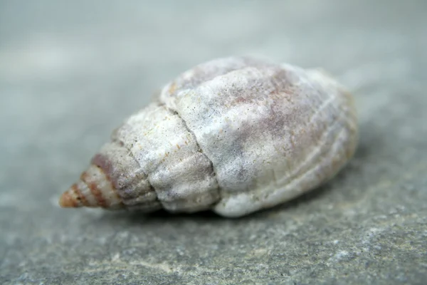 Małe shell — Zdjęcie stockowe