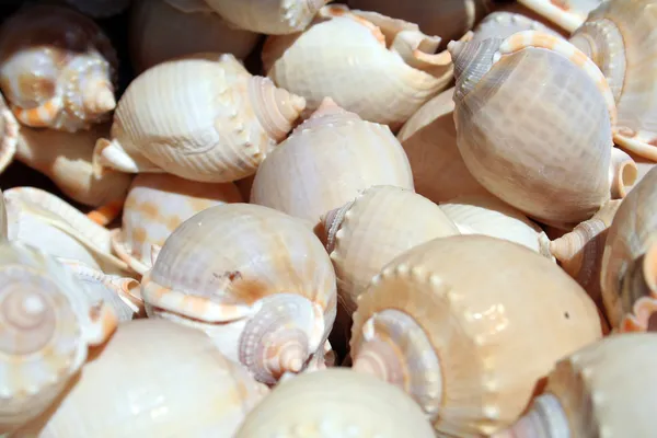 Rengeteg kagyló-csiga — Stock Fotó