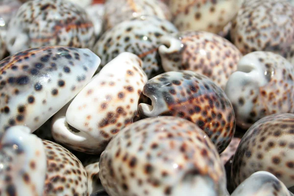 Conchas en el mercado —  Fotos de Stock