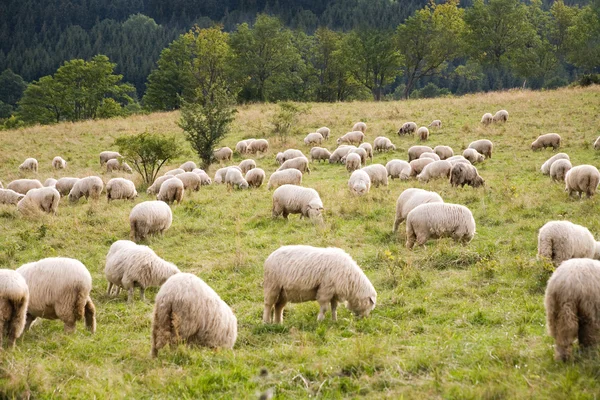 Pack of sheeps — Stock Photo, Image