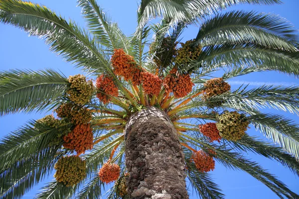 Palmen og den blå himmelen – stockfoto