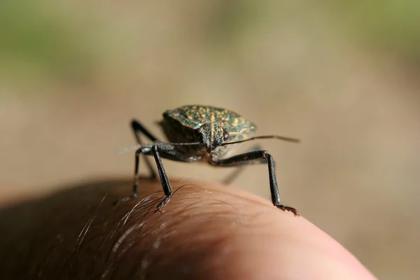 Insecto ambulante — Fotografia de Stock