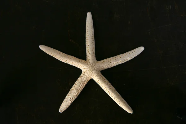 Estrella de mar blanca en el pecho marrón — Foto de Stock