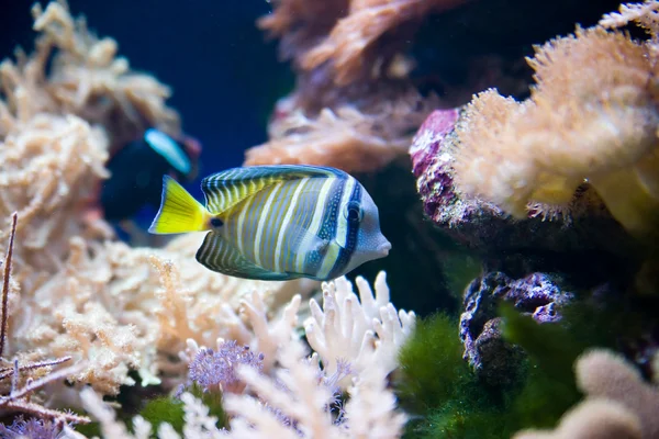 Peixe tropical — Fotografia de Stock
