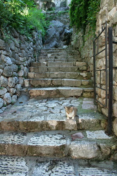 Kočka na schodech — Stock fotografie