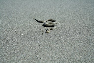 Wild snake on the beach clipart