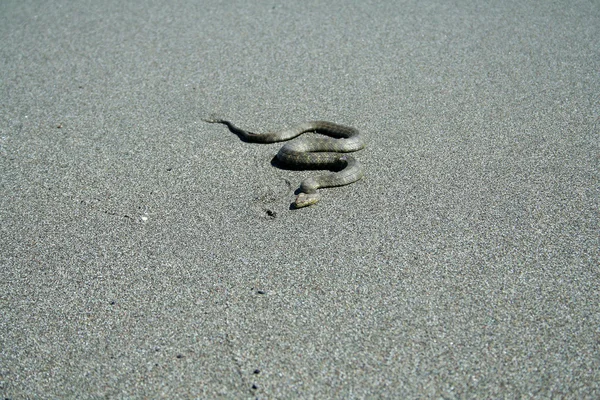 Volně žijící had na pláži — Stock fotografie