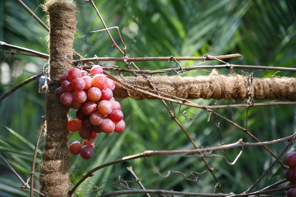 Brunch de uvas — Fotografia de Stock