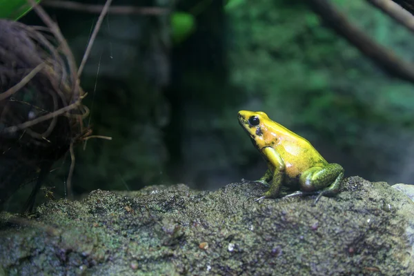 Yellow frog — Stock Photo, Image