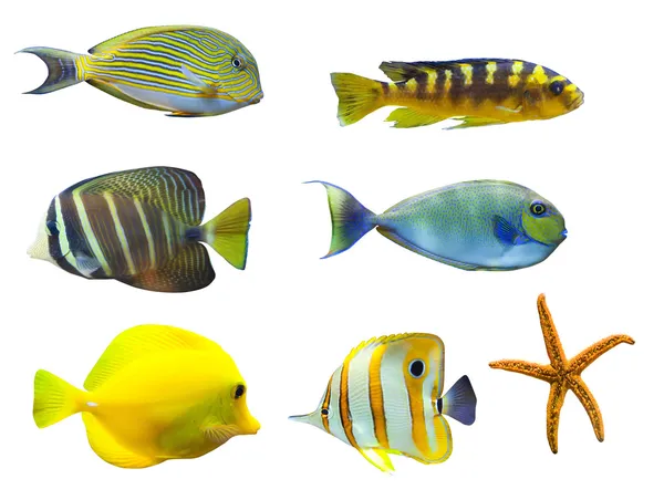 Mundo tropical de los peces — Foto de Stock