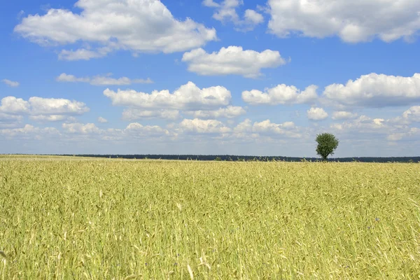 穀物 ant 青い空 — ストック写真
