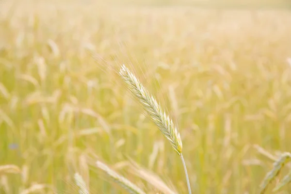 Single ear on the golden field — Stock Photo, Image