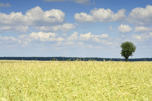 穀物と空 — ストック写真