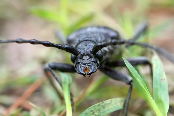 Большой чёрный жук — стоковое фото