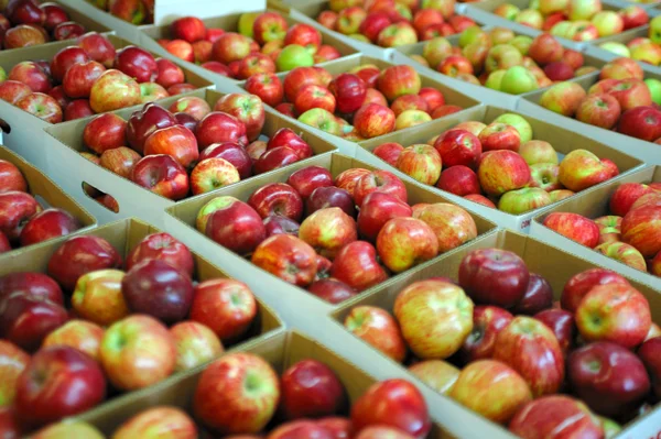 박스형된 사과 — 스톡 사진