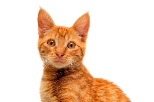 Yalıtılmış turuncu kedi — Stok fotoğraf
