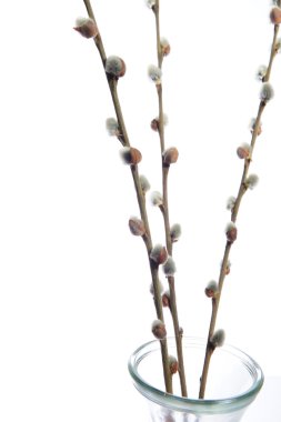 Pussy Willow Background clipart