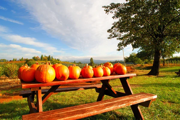 Pumpkins On A Bench — Stock Photo, Image