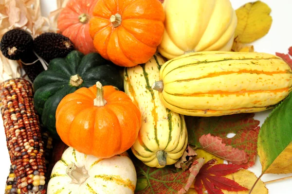 Fall Vegetables — Stock Photo, Image