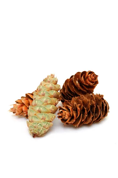 Pine Cones — Stock Photo, Image