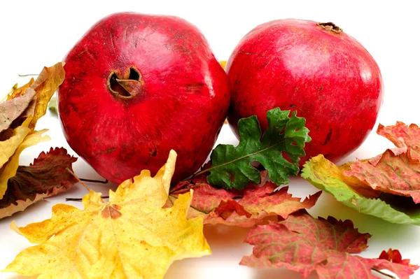 Podzimní granátová jablka — Stock fotografie