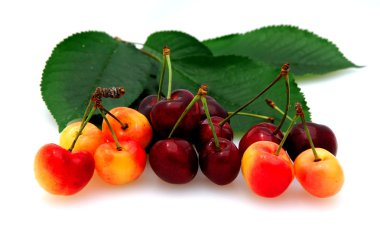 Bing And Rainier Cherries clipart