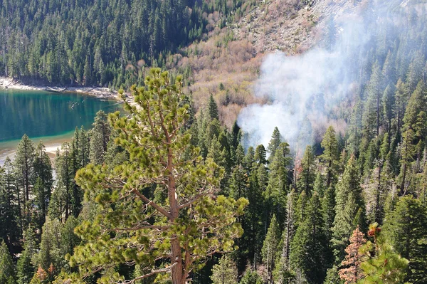 Fogo e fumaça na floresta — Fotografia de Stock